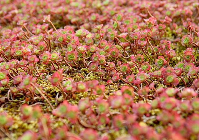 Viele Sedum-Arten haben rötliche Blätter. So wird das Dach rot wie ein traditionelles Ziegeldach.